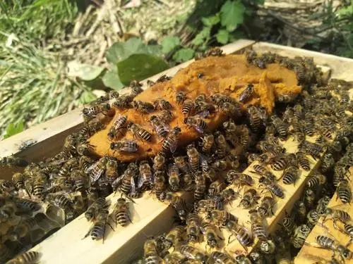 一箱中蜂一年最多分幾箱(什么是中蜂) 一箱中蜂一年最多分幾箱(什么是中蜂)