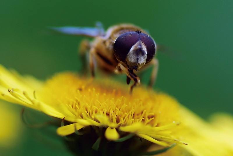 蜜蜂和黃蜂外表的區別 蜜蜂和黃蜂外表的區別
