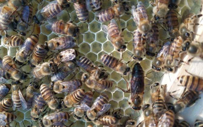 松丹一號育王沒有雄蜂怎么辦(新蜂王沒有雄蜂怎么辦) 松丹一號育王沒有雄蜂怎么辦(新蜂王沒有雄蜂怎么辦)