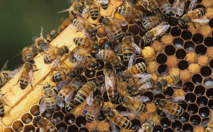 雄蜂出房多久分蜂？