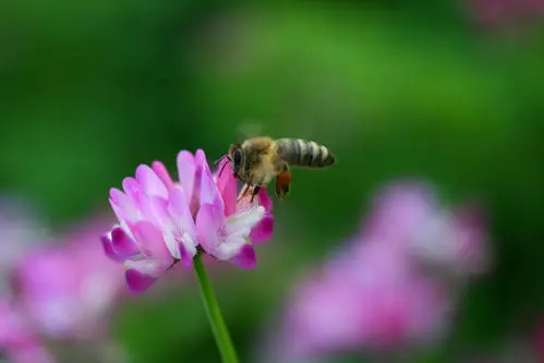 紫云英蜂蜜的作用與功效（紫云英蜂蜜對人身體的好處有哪些？）