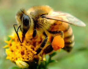 阿壩中蜂愛飛逃嗎(中蜂愛飛逃,養(yǎng)蜂人有妙招) 阿壩中蜂愛飛逃嗎(中蜂愛飛逃,養(yǎng)蜂人有妙招)