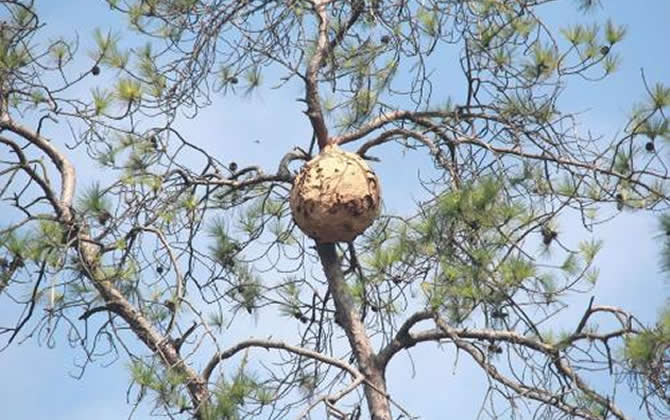 發(fā)現(xiàn)馬蜂窩怎么處理? 馬蜂窩