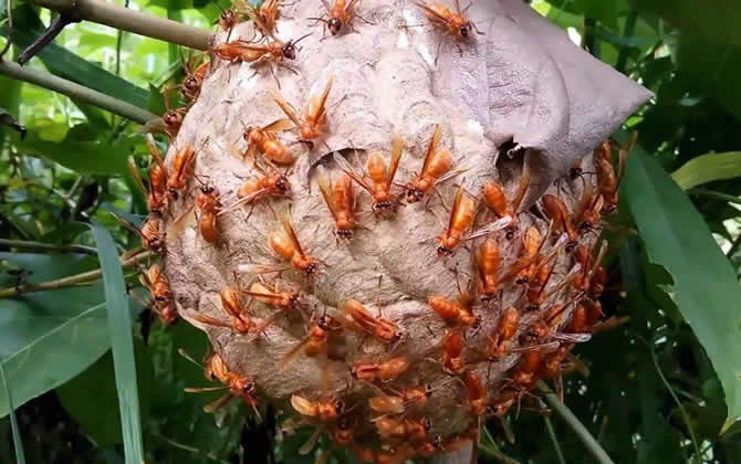 發(fā)現(xiàn)馬蜂窩怎么處理? 馬蜂窩