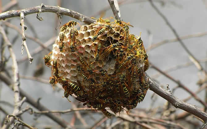 發(fā)現(xiàn)馬蜂窩怎么處理? 馬蜂窩