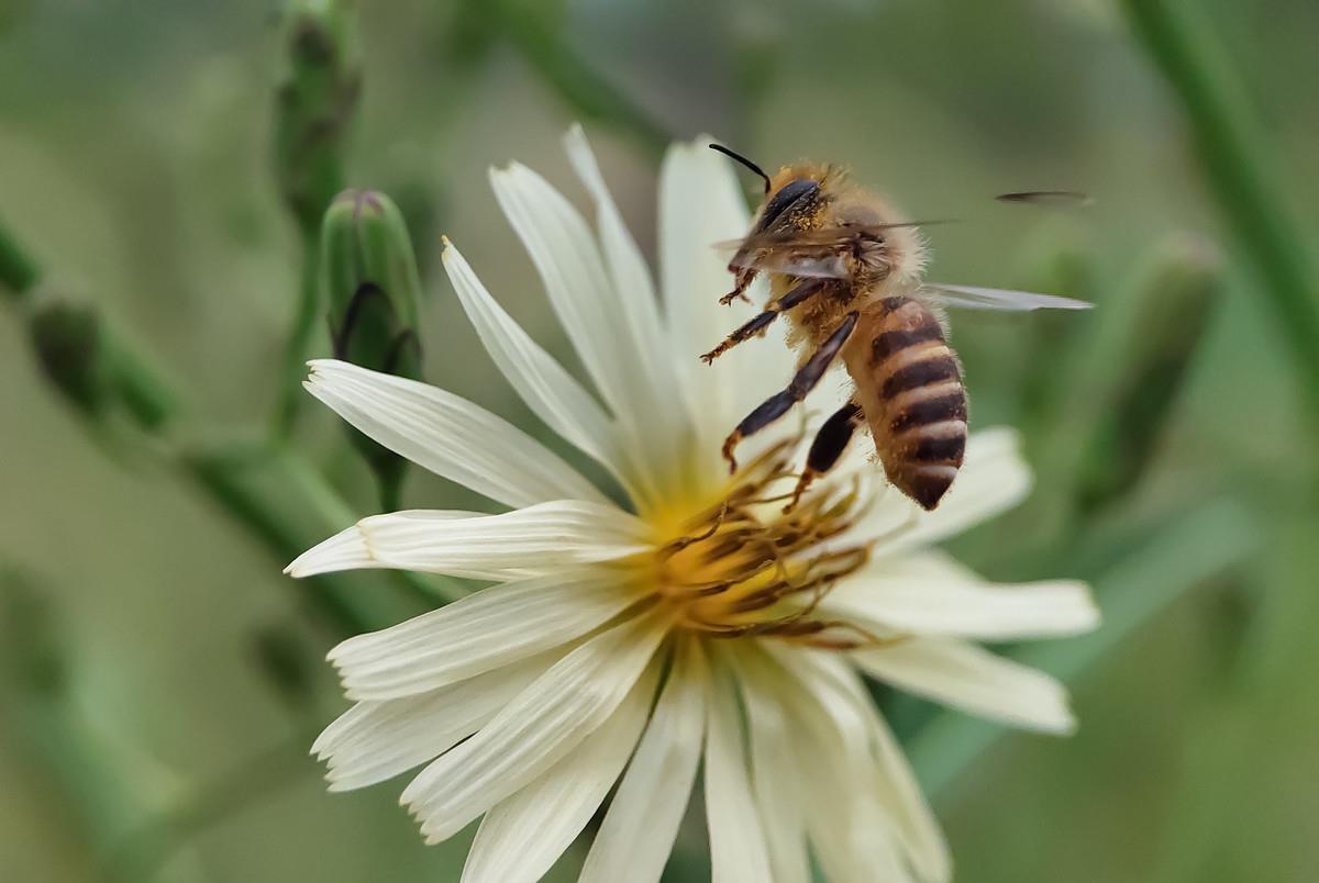 中蜂強群不分蜂經驗（中蜂強群養殖技術）