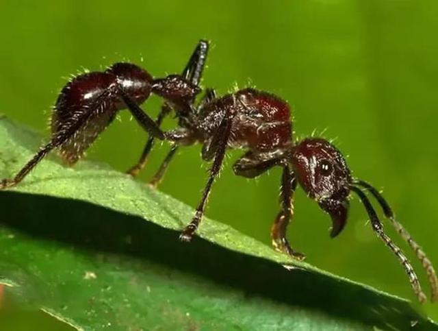 最厲害的昆蟲第一名(世界上最厲害的昆蟲排名) 最厲害的昆蟲第一名(世界上最厲害的昆蟲排名)