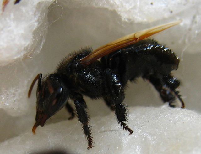 黑色的蜜蜂有毒嗎？