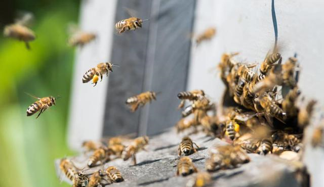 工蜂搖頭振翅是什么原因(蜜蜂養殖,工蜂竟會發出叫聲,是振翅還是哀鳴) 工蜂搖頭振翅是什么原因(蜜蜂養殖,工蜂竟會發出叫聲,是振翅還是哀鳴)