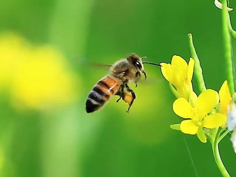 居民樓可以養(yǎng)蜜蜂嗎(家附近有人養(yǎng)蜜蜂怎么辦) 居民樓可以養(yǎng)蜜蜂嗎(家附近有人養(yǎng)蜜蜂怎么辦)