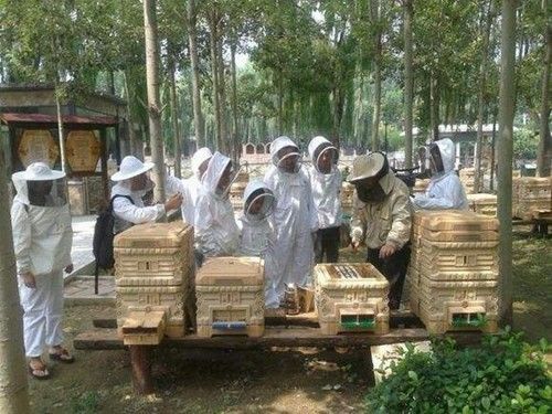 一箱蜜蜂用隔板能放兩只蜂王嗎(用隔王板組成上下雙王群可以嗎) 一箱蜜蜂用隔板能放兩只蜂王嗎(用隔王板組成上下雙王群可以嗎)