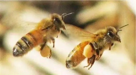 有蜂王工蜂產卵怎么辦 有蜂王工蜂產卵怎么辦