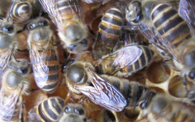 中蜂阿壩種王哪里有賣(中蜂阿壩王的參考價格) 中蜂阿壩種王哪里有賣(中蜂阿壩王的參考價格)