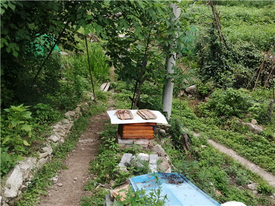 中蜂如何用雙王養(yǎng)成強(qiáng)群(中蜂雙王群的組建方法和技術(shù) ) 中蜂如何用雙王養(yǎng)成強(qiáng)群(中蜂雙王群的組建方法和技術(shù) )