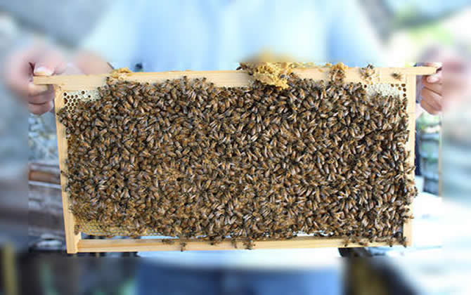 白山5號(hào)蜂 白山5號(hào)蜂