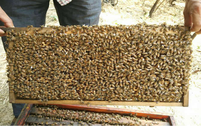 白山5號(hào)蜂 白山5號(hào)蜂