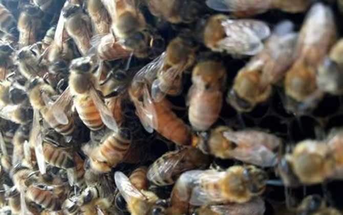 白山5號(hào)蜂 白山5號(hào)蜂