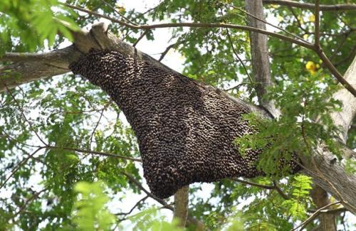 【蜜蜂養殖】一百只蜂的蛋群速繁法 一百只蜂的蛋群速繁法