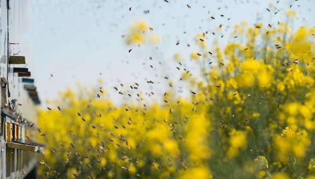 【蜜蜂養殖】一百只蜂的蛋群速繁法 一百只蜂的蛋群速繁法