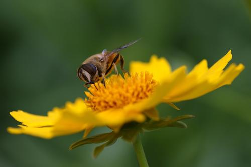 【蜜蜂養殖】一百只蜂的蛋群速繁法 一百只蜂的蛋群速繁法