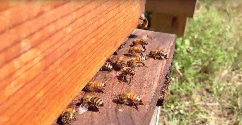 【蜜蜂養殖】一百只蜂的蛋群速繁法 一百只蜂的蛋群速繁法