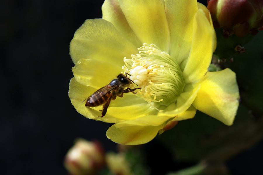 【蜜蜂養殖】一百只蜂的蛋群速繁法 一百只蜂的蛋群速繁法