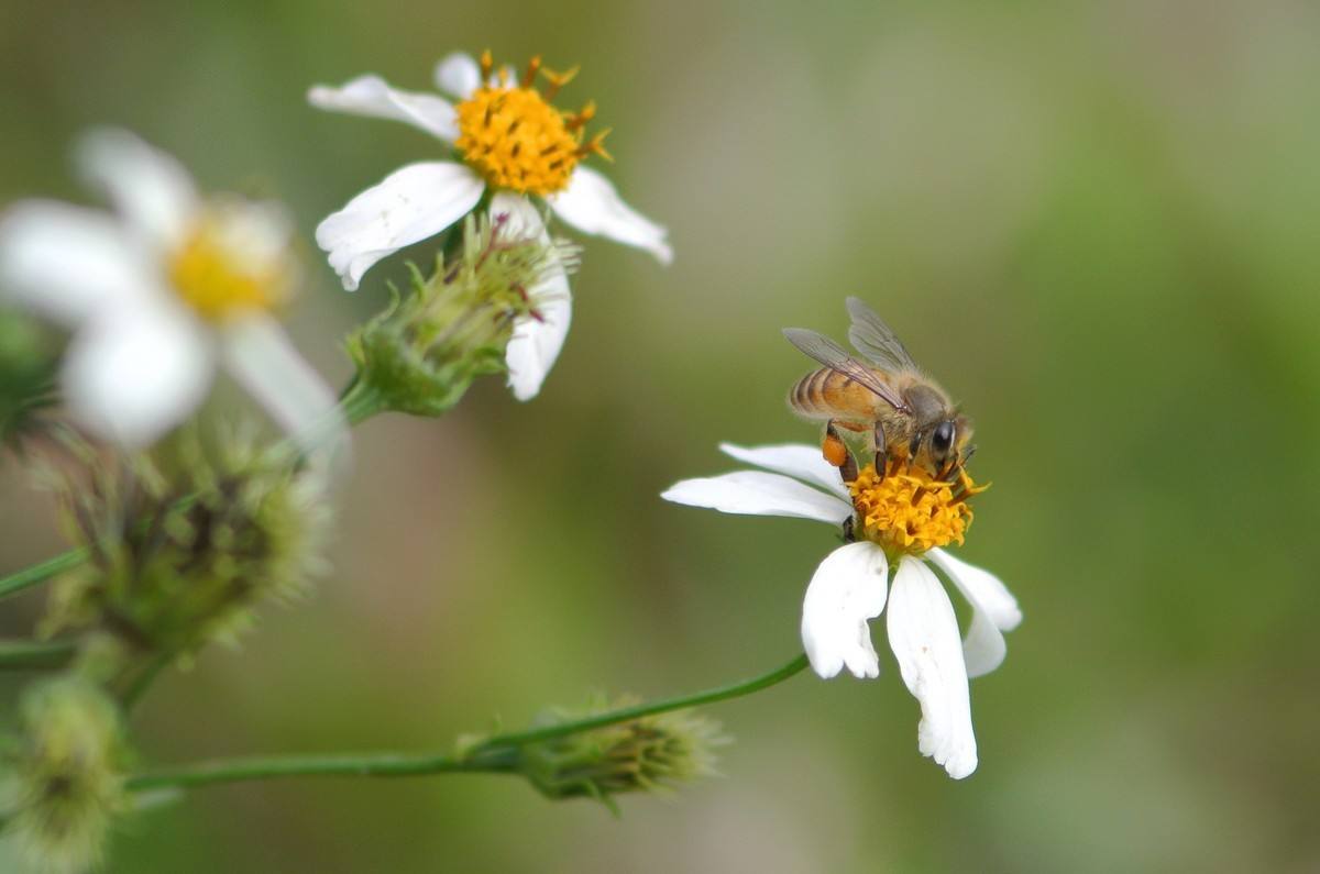 【蜜蜂養殖】一百只蜂的蛋群速繁法 一百只蜂的蛋群速繁法