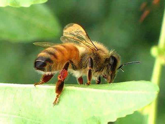 【蜜蜂養殖】定點養蜂一個人能管理多少箱蜜蜂? 定點養蜂一個人能管理多少箱蜜蜂?