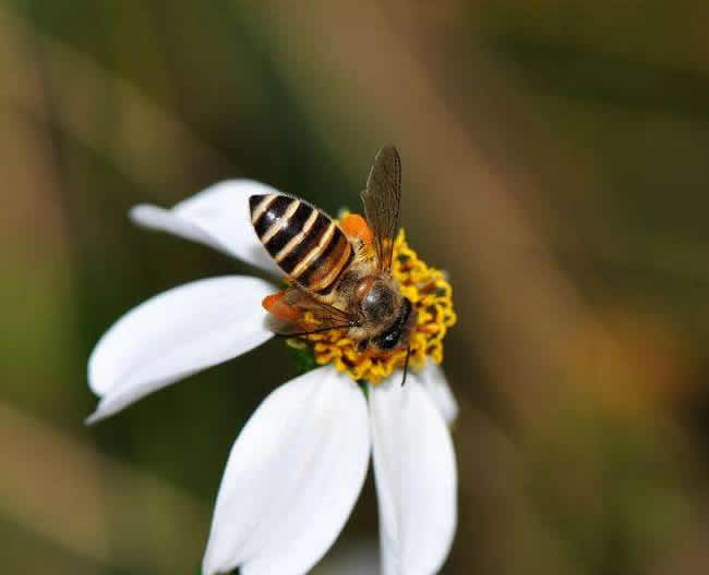 【蜜蜂養殖】定點養蜂一個人能管理多少箱蜜蜂? 定點養蜂一個人能管理多少箱蜜蜂?