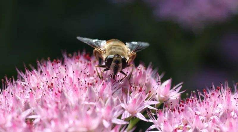 被蜜蜂蜇了怎么快速消腫止癢 被蜜蜂蜇了怎么快速消腫止癢