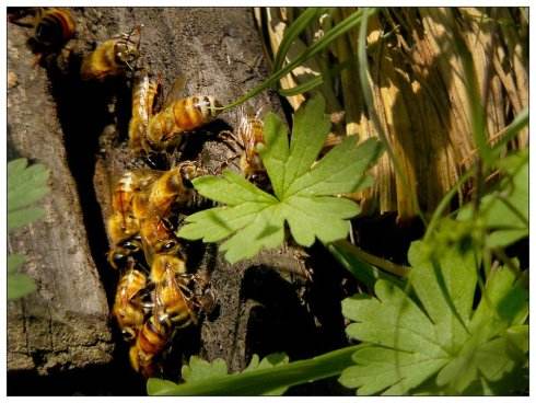 被蜜蜂蜇了怎么快速消腫止癢 被蜜蜂蜇了怎么快速消腫止癢