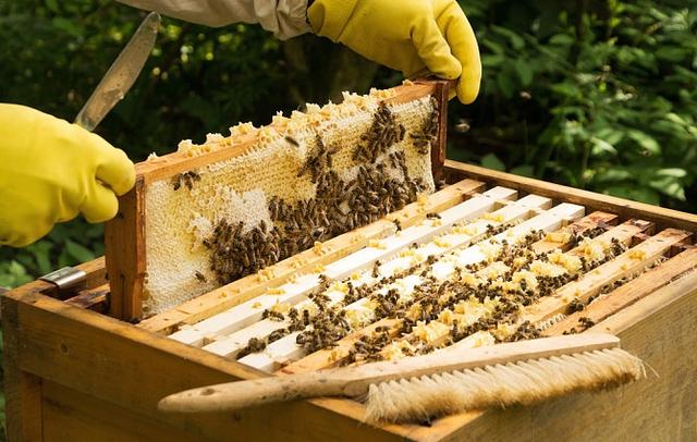 什么是巢礎(巢礎是用什么做的) 什么是巢礎(巢礎是用什么做的)