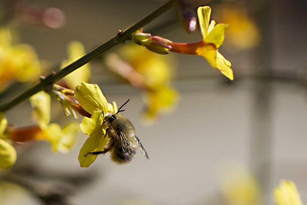 蜂蜜是蜜蜂的口水還是排泄物(蜂蜜是分泌物還是排泄物) 蜂蜜是蜜蜂的口水還是排泄物(蜂蜜是分泌物還是排泄物)