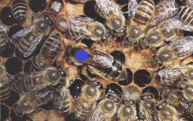 黑蜂有毒嗎(什么是黑蜂) 黑蜂有毒嗎(什么是黑蜂)