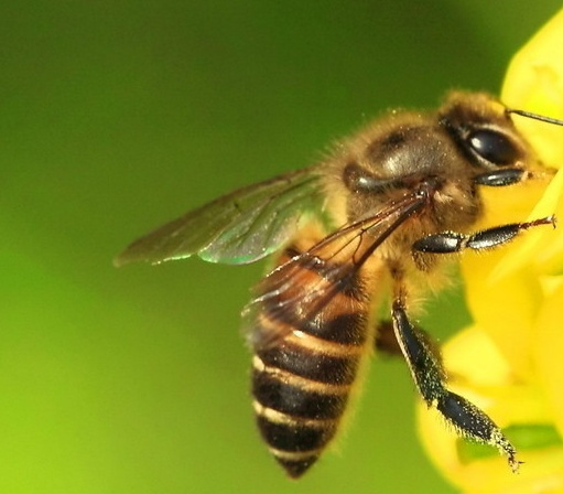 蜜蜂是工蜂養活蜂王的嗎(多少只工蜂才能養活蜂王) 蜜蜂是工蜂養活蜂王的嗎(多少只工蜂才能養活蜂王)