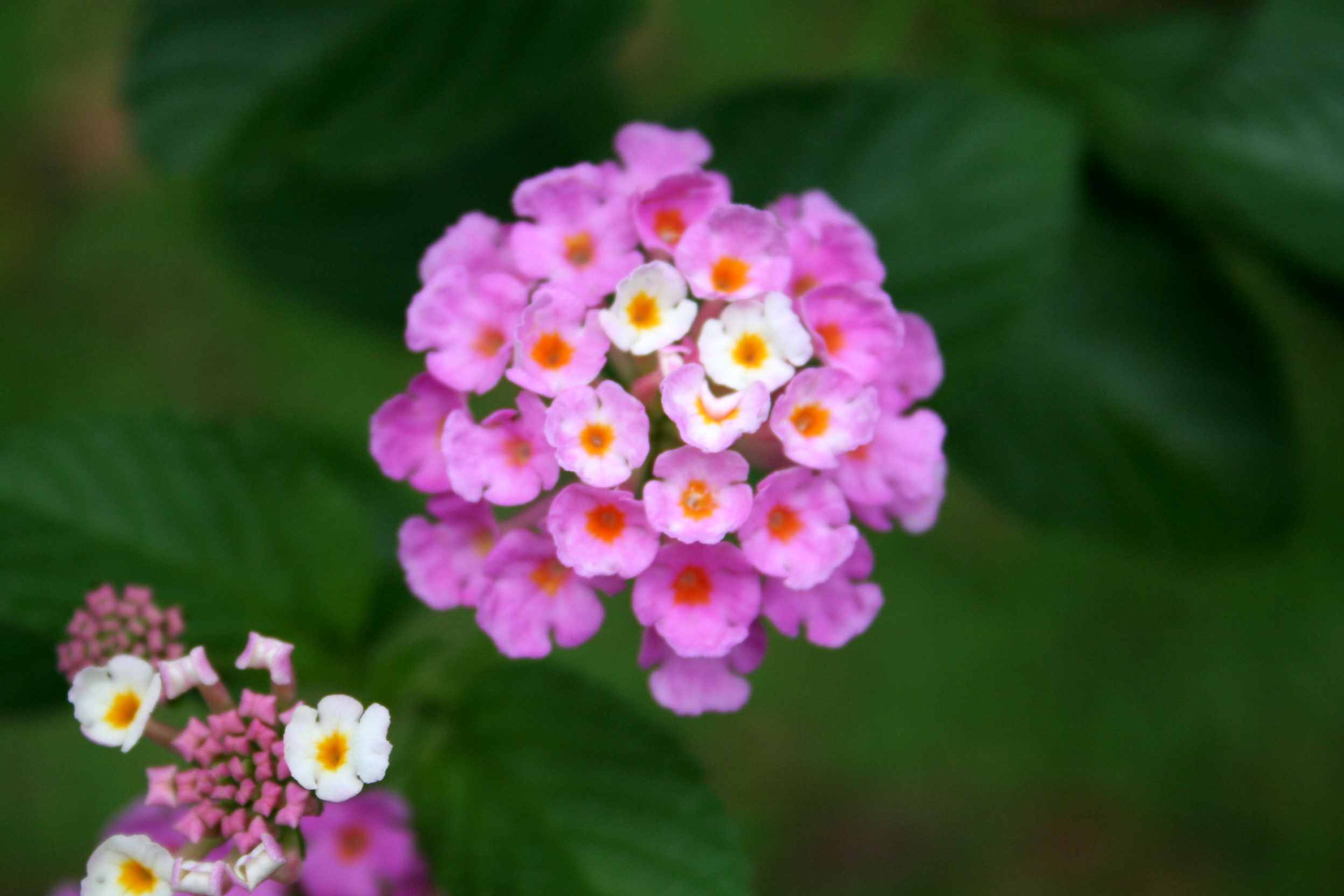 有毒蜜源植物有哪些?(附帶40種有毒蜜源植物介紹) 有毒蜜源植物有哪些?(附帶40種有毒蜜源植物介紹)