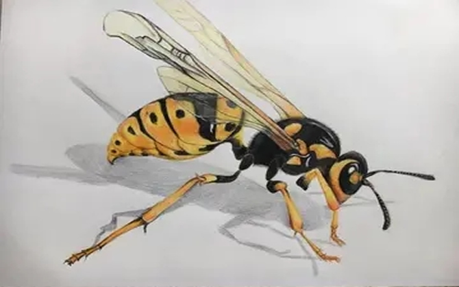 野外找胡蜂怎么看蜂路 野外找胡蜂怎么看蜂路