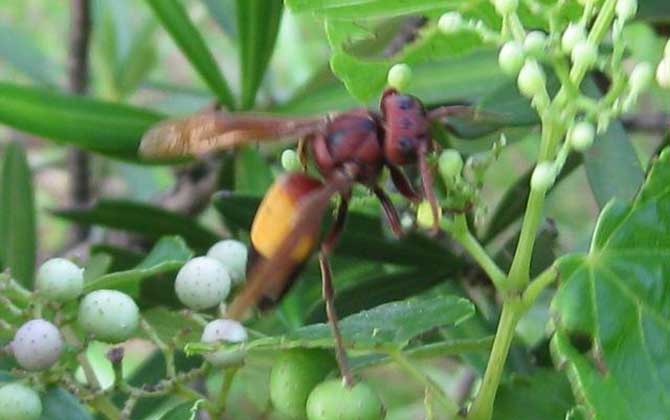 亞洲大黃蜂是虎頭蜂嗎（被黃腰虎頭蜂蟄了怎么辦）
