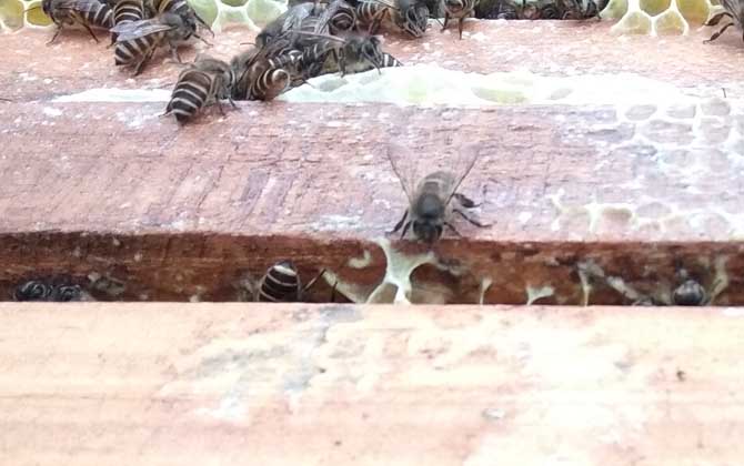 新手蜜蜂秋繁怎樣養(yǎng)蜂(蜜蜂秋繁技術(shù)及注意事項(xiàng)) 新手蜜蜂秋繁怎樣養(yǎng)蜂(蜜蜂秋繁技術(shù)及注意事項(xiàng))·