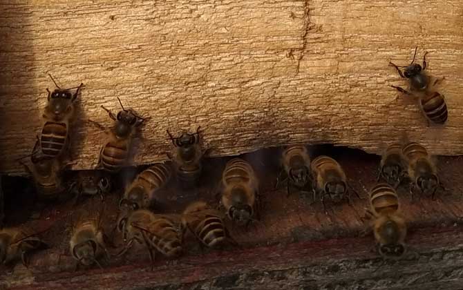 新手蜜蜂秋繁怎樣養(yǎng)蜂(蜜蜂秋繁技術(shù)及注意事項(xiàng)) 新手蜜蜂秋繁怎樣養(yǎng)蜂(蜜蜂秋繁技術(shù)及注意事項(xiàng))·