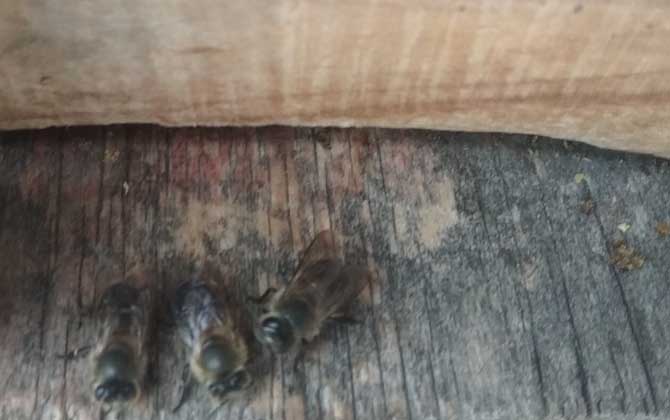 新手蜜蜂秋繁怎樣養(yǎng)蜂(蜜蜂秋繁技術(shù)及注意事項(xiàng)) 新手蜜蜂秋繁怎樣養(yǎng)蜂(蜜蜂秋繁技術(shù)及注意事項(xiàng))·