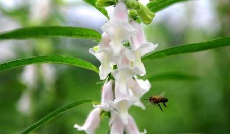 芝麻什么時候開花(秋天有什么蜜源植物) 芝麻什么時候開花(秋天有什么蜜源植物)