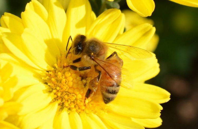 陽臺(tái)養(yǎng)蜂如何避光(如何給蜜蜂遮陰) 陽臺(tái)養(yǎng)蜂如何避光(如何給蜜蜂遮陰)