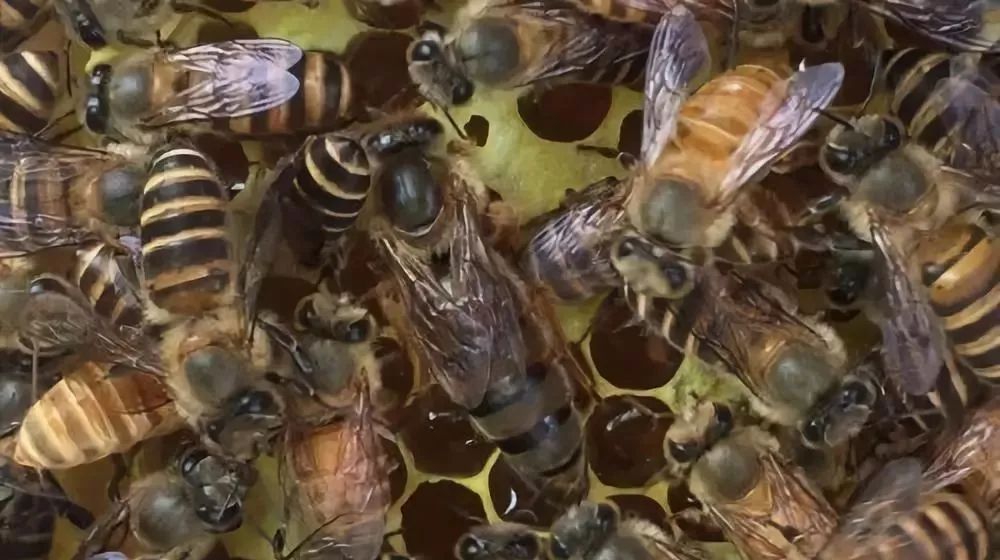 陽臺(tái)養(yǎng)蜂如何避光(如何給蜜蜂遮陰) 陽臺(tái)養(yǎng)蜂如何避光(如何給蜜蜂遮陰)