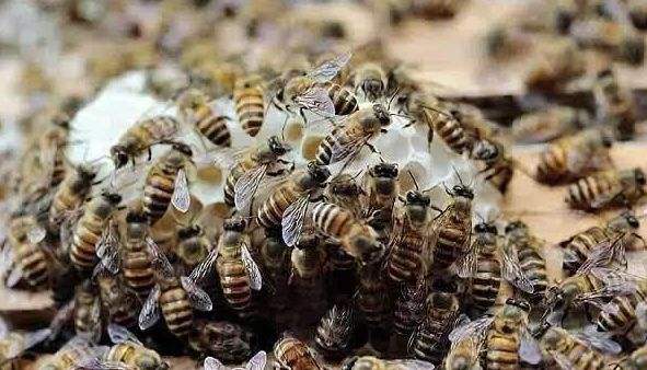 人工分蜂后如何讓蜂群快速繁殖？