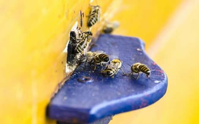 蜜蜂副傷寒病的癥狀及防治 蜜蜂副傷寒病