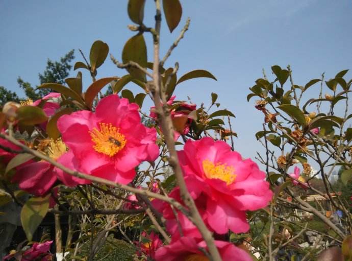 養(yǎng)蜂怎樣防治螞蟻？