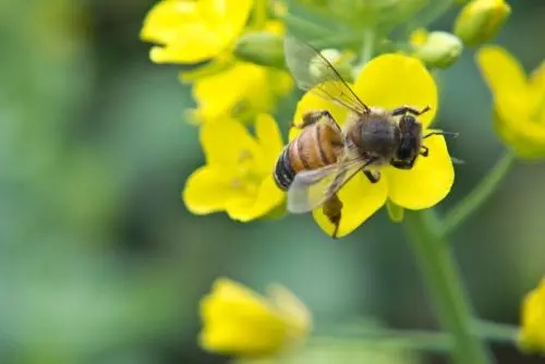 為什么裝上防逃片后死蜂這么多 為什么裝上防逃片后死蜂這么多
