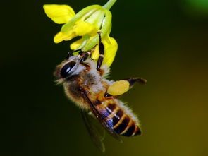 蜂王生的工蜂與雄蜂親緣系數(工蜂為啥從不把雄蜂當“爹”) 蜂王生的工蜂與雄蜂親緣系數(工蜂為啥從不把雄蜂當“爹”)