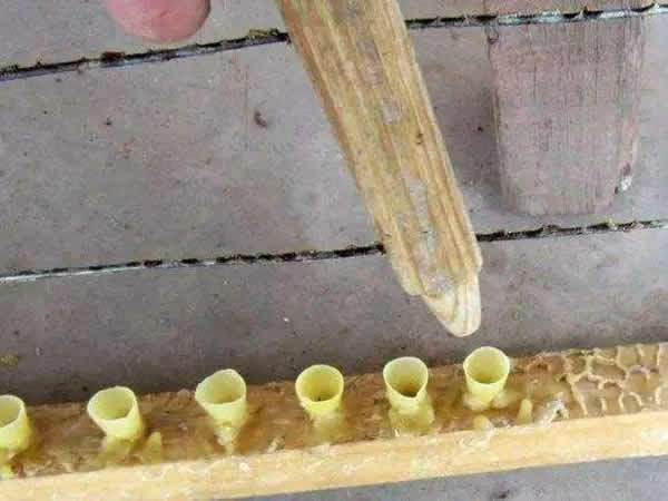 怎樣進行人工育王? 怎樣進行人工育王?